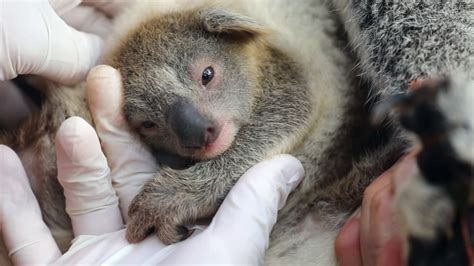 First Baby Koala Born In Australian Wildlife Park Since Devastating New