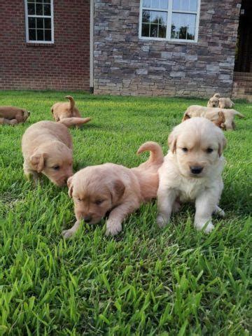 At three months old, puppies are ready to meet their future family, as they will begin to socialize with humans at that point. AKC Registered Golden Retriever Puppies for Sale in Hytop ...