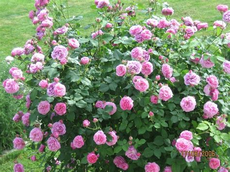 The deeply fragrant flowers are a rich and strong pink in colour. Louise Odier Rose | Giardinaggio