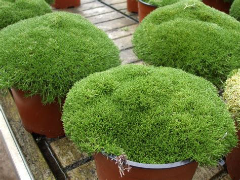 Ne esistono varietà per ogni gusto, anche con fiori doppi. Sagina sabulata - CENTROVIVAI garden center