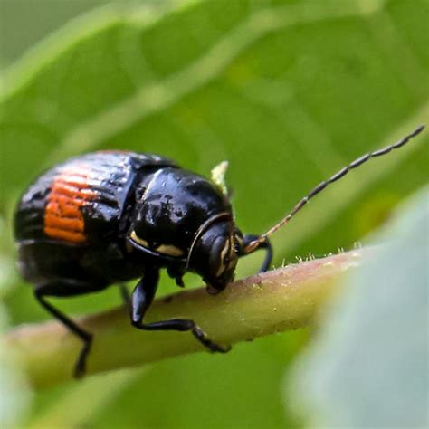 Case Bearing Leaf Beetle Bassareus Mammifer Bugguidenet