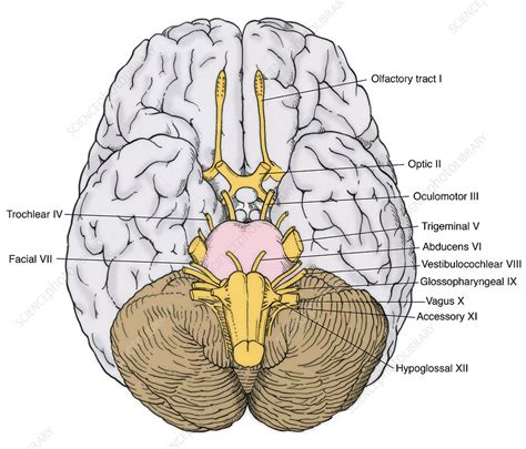 Illustration Of Cranial Nerves Stock Image F Science
