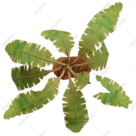 Palm Tree Top View Png Imge Palm Tree Perspective View Png Palm Tree