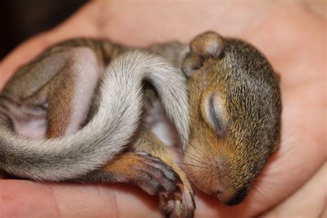 Tiny Baby Squirrel Baby Squirrel Cute Baby Animals Cute Animals