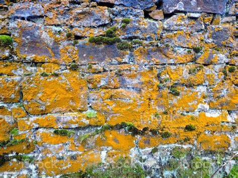 Cumbrian Dry Stone Wall With Lichens Stock Photo Download Image Now