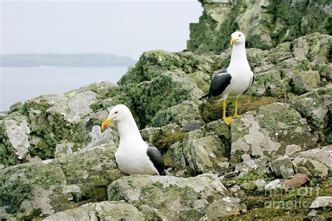 Lesser Black Backed Gulls Photograph By John Devriesscience Photo