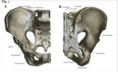 Special Tests For Sacroiliac Pain Sports Medicine Review