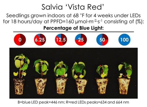 Effects Of Blue Light On Plants Greenhouse Product News