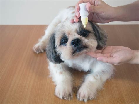 Dog Eye Ulcer Causes Symptoms And Treatments