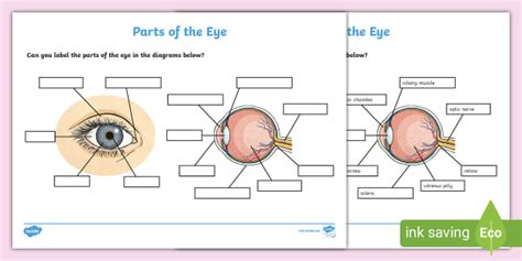 Free Label The Eye Worksheet Teacher Made Learning Resources