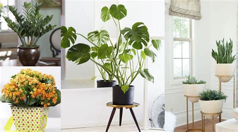 No deberían faltar las plantas en ninguna casa. Decoración de interiores con plantas de interior ...