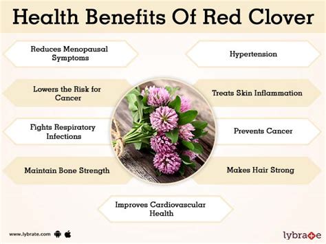 Benefits Of Red Clover And Its Side Effects Lybrate