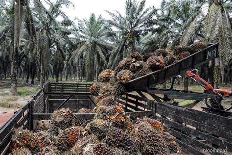 The current malaysian minister of plantation industries and commodities (mpic) (malay: Oil palm plantations to operate as normal if MCO is re ...
