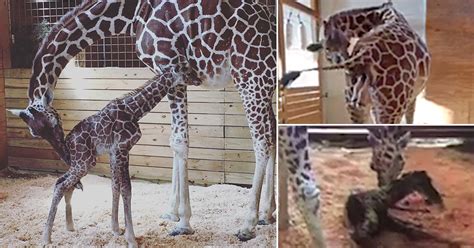 April The Giraffe Is Finally Going To Give Birth Metro News