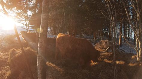 Scottish Highland Cattle In Finland Lens Flares And Cows Youtube