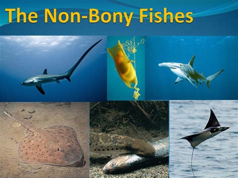 The Non Bony Fishes Ppt Download