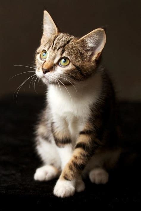 Beautiful Tabby Cat In 2020 Kittens Cutest Cats Cute Cats