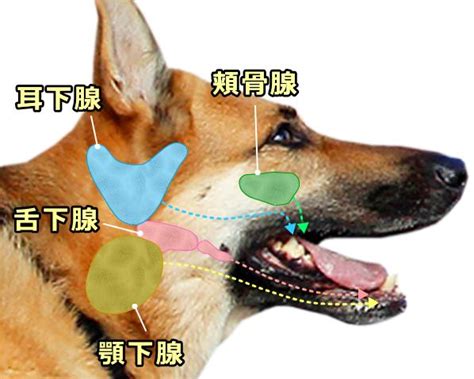 犬 唾液腺 嚢腫 放置 すると どうなる ただかわいい犬