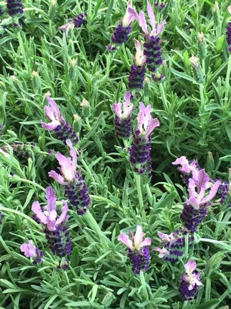 English Lavender Choosing Growing Pruning A 101 Guide — My