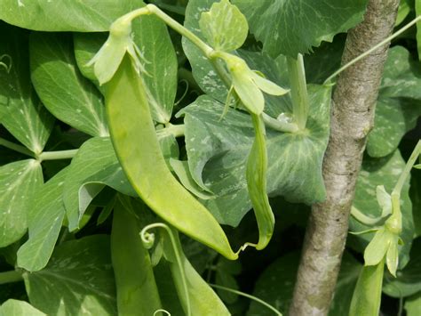 Its A Boys Life On Growing Garden Peas