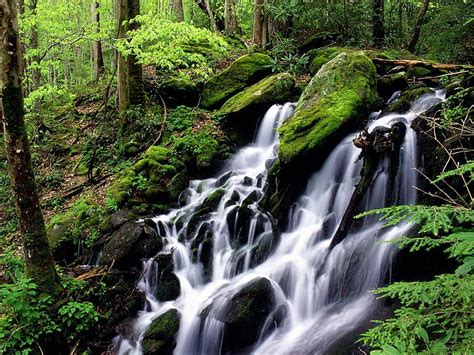 White Cascade Waterfalls River Wood Stream Current Prompt Moss