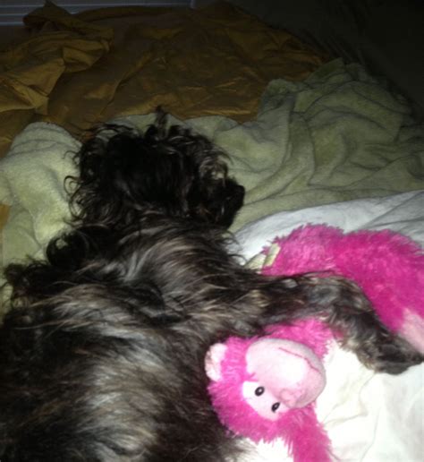All yorkipoo's have to have a best friend to cuddle and sleep with💗