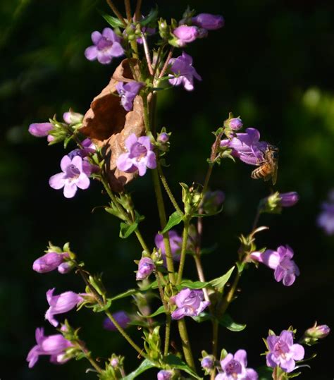 A program of the north central texas council of governments, regional stormwater management coordinating council. Penstemon | Central Texas Gardener