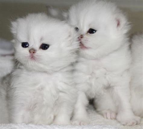 She works at the local shelter, and this lady brought in a whole litter. Tamed Teacup CFA Persian & Siamese Kittens For Sale ...