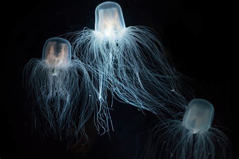 Worlds Deadliest Jellyfish