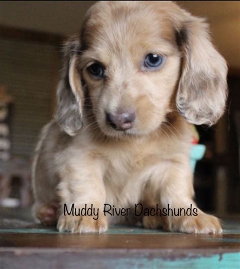 Find a dachshund puppy from reputable breeders near you and nationwide. Dapple dachshund Blue #muddyriverdachshunds # ...