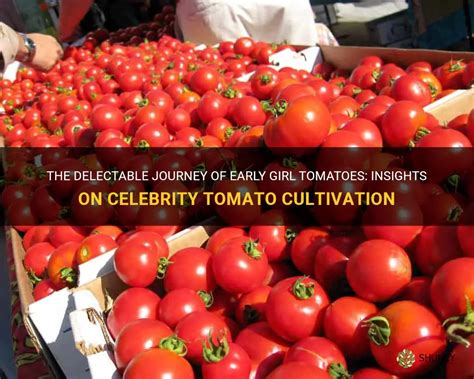 The Delectable Journey Of Early Girl Tomatoes Insights On Celebrity
