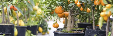 How To Plant Citrus Trees Lemon And Orange Tree Growing Guide
