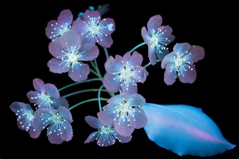 Pictures Flowers Glow Under Uv Induced Visible Fluorescence Glowing