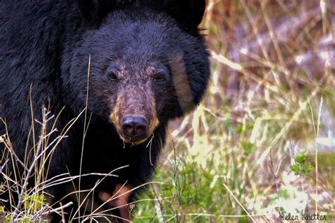 Black Bear In Yellowstone National Park Photographed By Helen Sautter