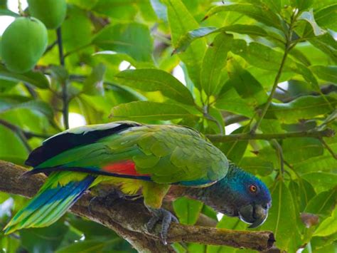 Birds Found In St Lucia