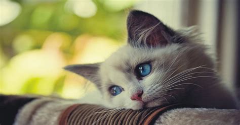 Sad Cat Pics