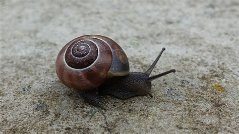Brown Shell Snail Free Image Peakpx