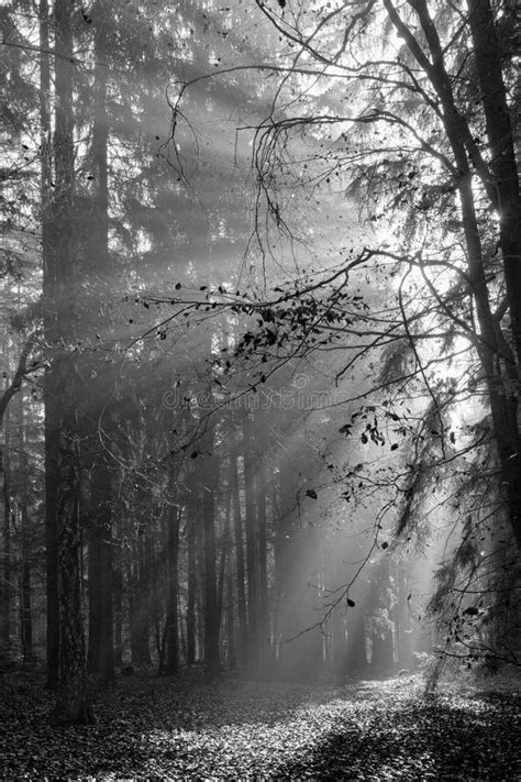 Sunbeams In The Morning Forest In Black And White Stock Image Image