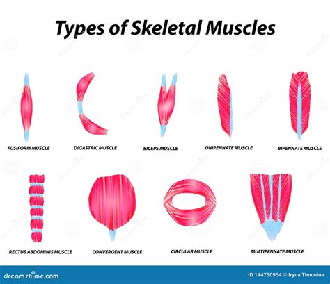 Anatomy Of Skeletal Muscle
