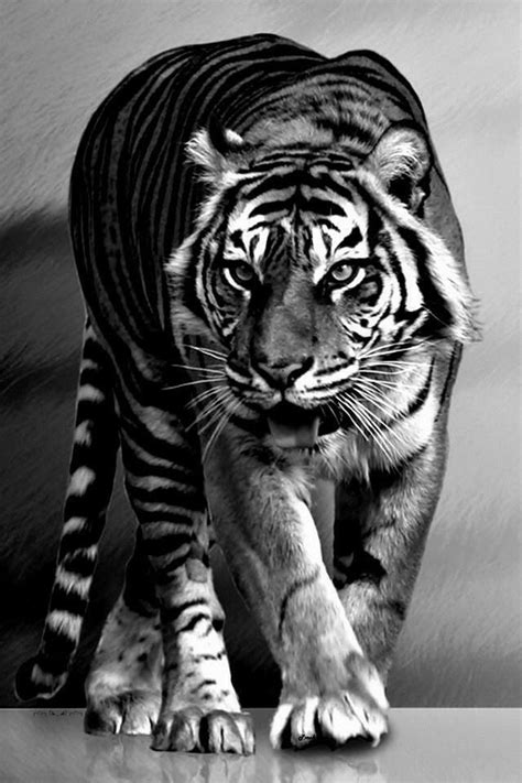 Pin By Barbara Palvin On Tiger Big Cats Animals Tiger Photography