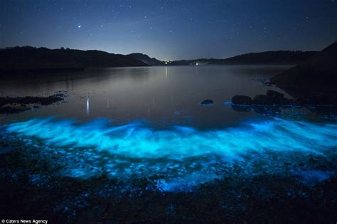 Glowing Beach Is Lit Up By A Natural Phenomenon Earth Pictures