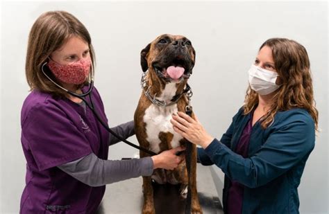 Veterinary Dermatology Cvets Columbia Veterinary Emergency Trauma