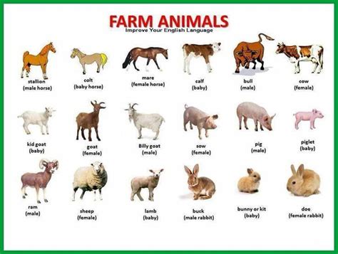 Farm Animals Esl Buzz