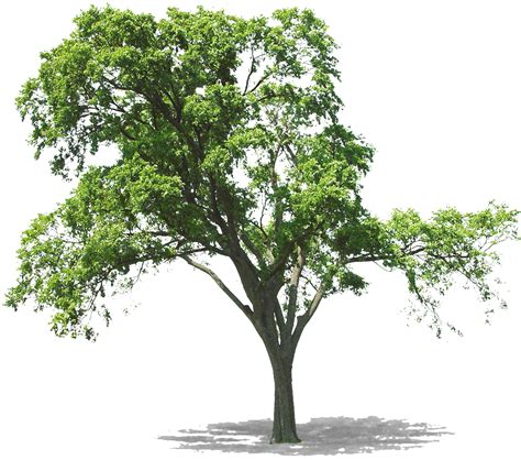 Oak Tree Transparent Background Png Vrogue