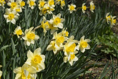 Spring Flowering Bulb Plants In The Flowerbed Flowers Daffodil Yellow