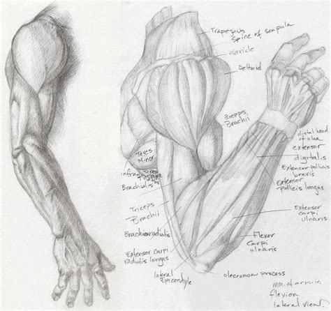 Anatomy Study Arm 1 By Helen Baq On Deviantart