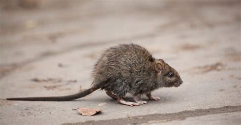 The 10 Largest Rats In The World A Z Animals