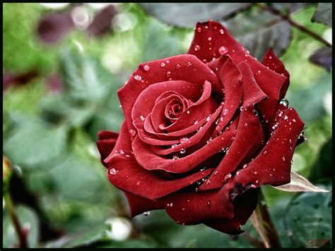 Nature often surprises us with true wonders. Top 10 Most Beautiful Flowers in the World | OMG Top Tens List