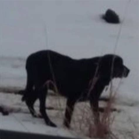 Sighting Only Is This Your Dog Prior Lake Labrador Retriever Gender