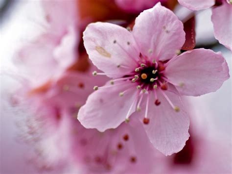 Image Result For Japanese Cherry Blossoms Up Close Fotoğraf